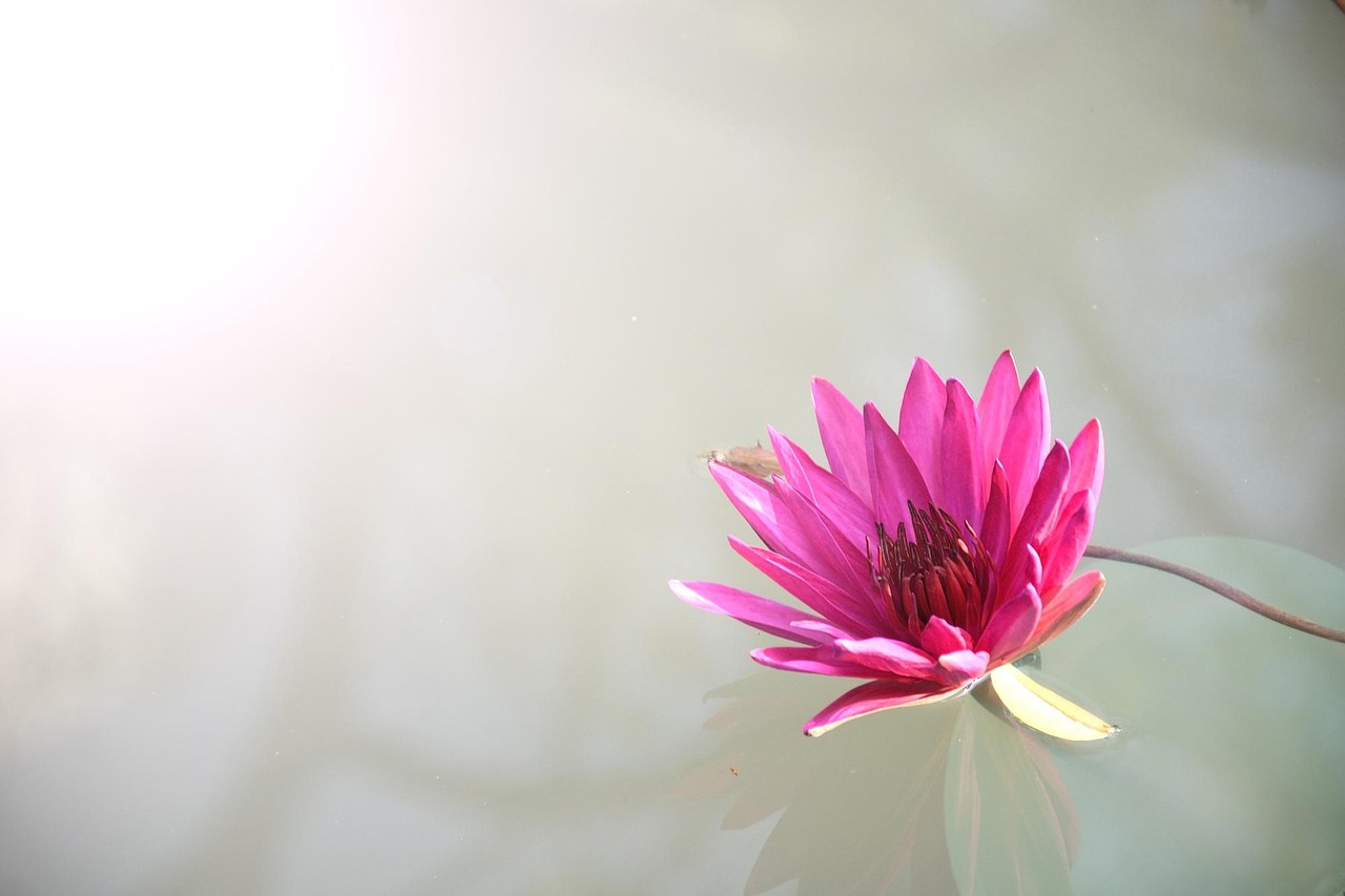 Is Lotus365 Login: Step-by-Step Guide for India (2027)